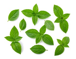 Close-up of fresh basil leaves on a white background, isolated