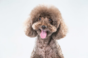 Cute brown toy or miniature poodle dog smiling happily on white background, isolated, copy space, studio photoshoot