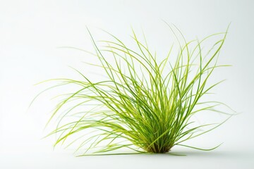 Studio-shot of slender green grass blades isolated on white canvas for clean, modern botanical composition