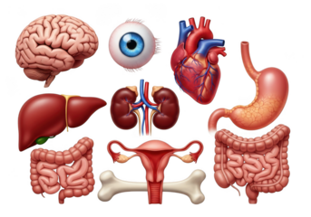 Medical illustration of human organs: brain, heart, liver, kidney, eye. isolated on transparent background