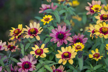 Fototapeta premium Multi-colored zinnia flowers in a park against a blurred background