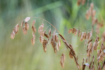 Ripening seeds of the Chasmanthium latifolium cereal in the botanical garden in autumn