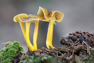 Macro shot of four edible winter chanterelle mushrooms © Jaroslav Machacek