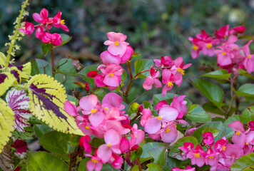 Begonia semperflorens flowers in a flowerbed