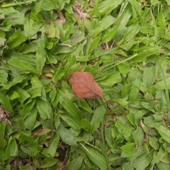 Single Brown Leaf on Green Grass Background in Natural Light