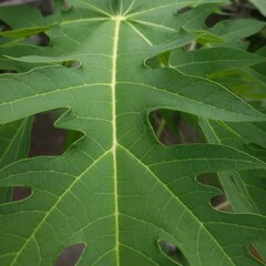 Textured Green Leaf Close-up with Yellow Veins, Tropical Foliage Background