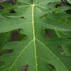 Vibrant Green Leaf with Detailed Veins, Close-up of Natural Texture