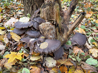 Bunch of edible oyster mushrooms in colorful autumn forest