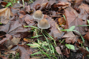 brown mushrooms, wild, in autumn leaves,