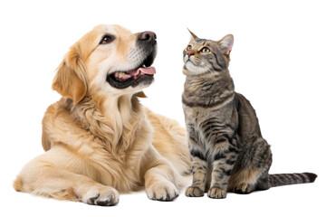Golden Retriever dog and tabby cat looking up together