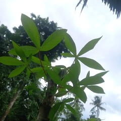 Green Leaves of Tropical Plant Growing Upward Against Cloudy Sky