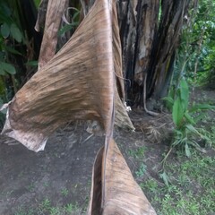 Dried Banana Leaf, Brown Textural Detail in Outdoor Setting