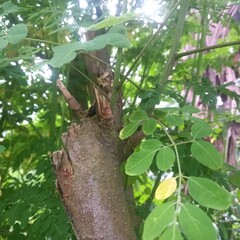 Green Leaves Growing on a Textured Tree Branch in Natural Sunlight