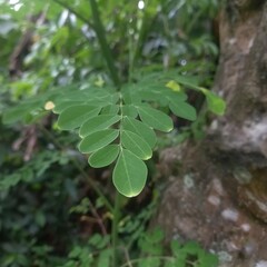 Green Leaf Branch Close-up Fresh Spring Growth, Natural Beauty