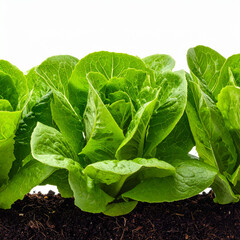 Fresh organic green lettuce and cabbage leaves isolated on white background