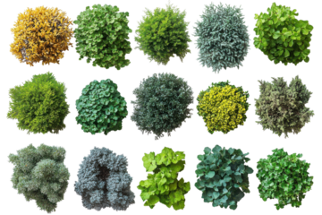 Garden design top view selection landscaping shrubs evergreens trees flora greenery garden foliage
