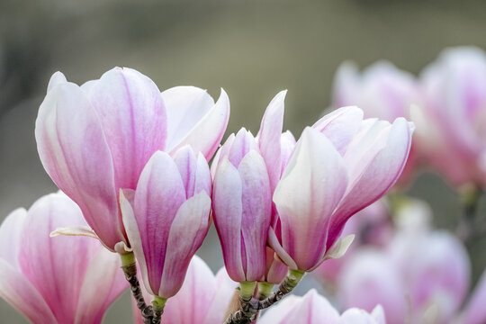 Magnolia Sulanjana flowers with petals in the spring season. beautiful pink magnolia flowers in spring, selective focusing.