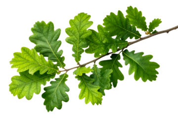 Fresh green oak leaves branch foliage springtime growth, cut out transparent