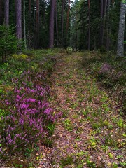 footpath in the woods