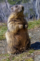 Alpenmurmeltier (Marmota marmota)