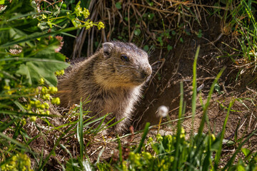 Alpenmurmeltier (Marmota marmota)