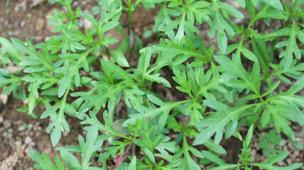 Suring leaves or kenikir leaves are a fresh vegetable suitable for use in Southeast Asian cooking as an additional ingredient