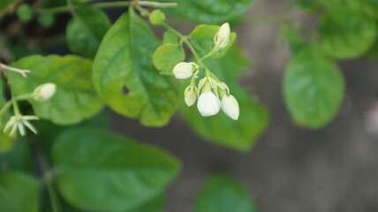 jasmine flower buds with green leaves background