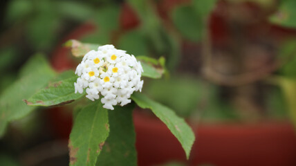 wildflower blossom (Lantana Camara) white colors in the bush with green leaf background