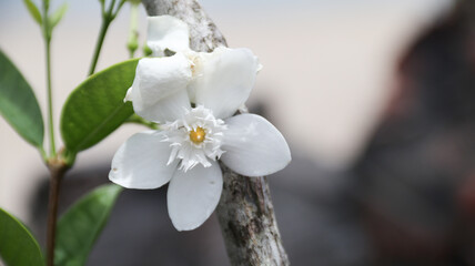 Wrightia antidysenterica, white angel, coral swirl or tellicherry bark	