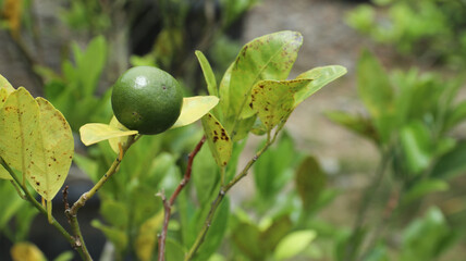 Fresh green unripe orange fruit growing on a tree branch surrounded by lush leaves after rainfall, natural citrus farming concept
