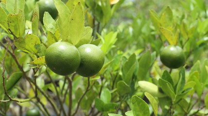 Fresh green unripe orange fruit growing on a tree branch surrounded by lush leaves after rainfall, natural citrus farming concept