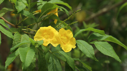 Yellow elder or Tecoma stans or terompet kuning or lonceng kuning or Bignoniaceae are blooming in the garden