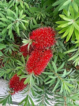 The flowers of a Red bottlebrush plant. Melaleuca viminalis
