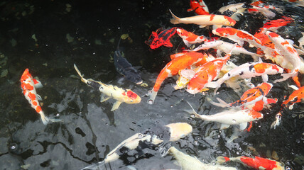 Koi fish or carp fish or Cyprinus rubrofuscus swimming in pond