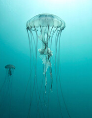 Graceful jellyfish gracefully drifting in the deep blue ocean.