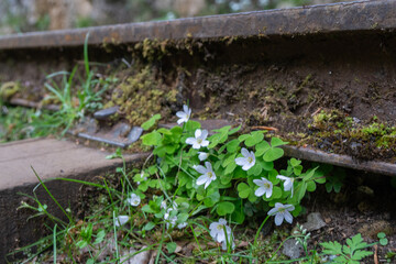 Flowers Railroad Tracks Nature - White flowers growing between railroad tracks in a grassy area.