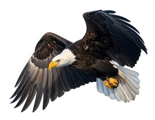 Obraz premium Majestic bird of prey, soaring against a clean white backdrop