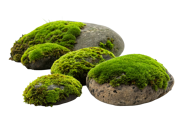 Green moss covered rocks on a white background