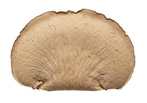 Close up textured natural paper petal with delicate veins and organic edge