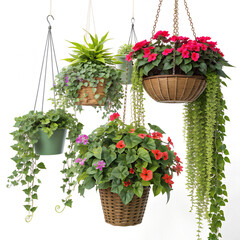 Vibrant hanging plants collection