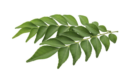 Fresh Curry Leaves on a Green Background for Culinary and Herbal Use