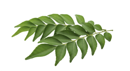 Fresh Curry Leaves on a Green Background for Culinary and Herbal Use