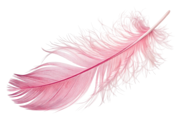 Delicate Pink Feather Floats on White Background