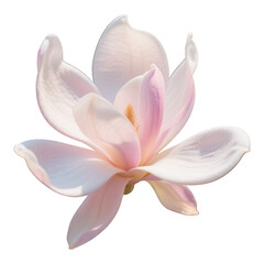 Fototapeta premium Close-up of a delicate pink and white magnolia flower in full bloom with soft petals and gentle natural lighting, isolated on a white background for