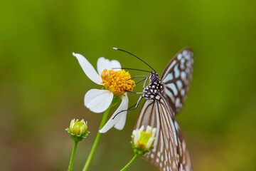 Close-up of butterfly pollinating on daisy flower