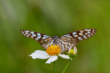 Close-up of butterfly pollinating on daisy flower