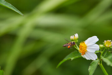 Close-up of honey bee flying to daisy flower