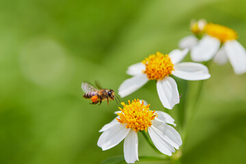 Close-up of honey bee flying to daisy flower