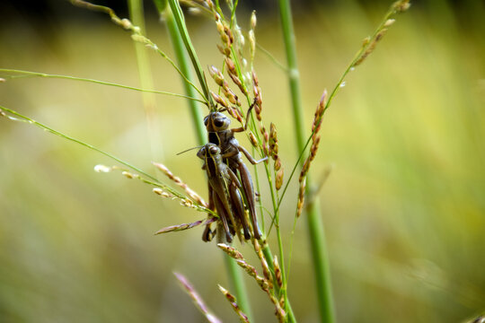 Two crickets mate on the branches of a plant