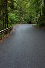 twisty alpine road trough forest